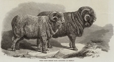 Pure Saksische Merino-rammen, tentoongesteld in Breslau
